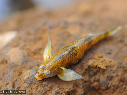 Parmi les poissons collectés étaient présentes plusieurs espèces endémiques et protégées par le Code de l’Environnement de la province Sud comme ce Protogobius attiti. 