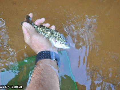 Quelques rares organismes - dont on ne sait pas s’ils ont survécu à l’accident ou s’ils proviennent d’afluents du creek - ont été retrouvés vivants (carpes et anguilles, crustacés et larves d’insectes).