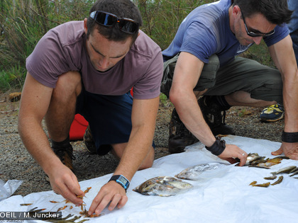Cette collecte, intervenant au lendemain de l'incident, n'est pas exhaustive. Certains organismes ont pu ne pas avoir été collectés. 