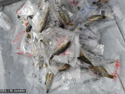 Certaines espèces de poisson retrouvées mortes sont rares, endémiques et protégées par le code de l’environnement de la province Sud.