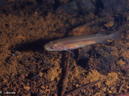 Ce poisson endémique Galaxias neocaledonicus a été pris en photo dans la rivière de la Madeleine en 1996.