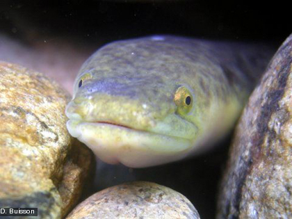 Elle vit dans les eaux courantes (des estuaires aux cours moyens ou supérieurs) mais aussi dans les eaux stagnantes