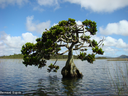 Une espèce endémique protégée
