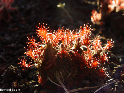 Une espèce carnivore