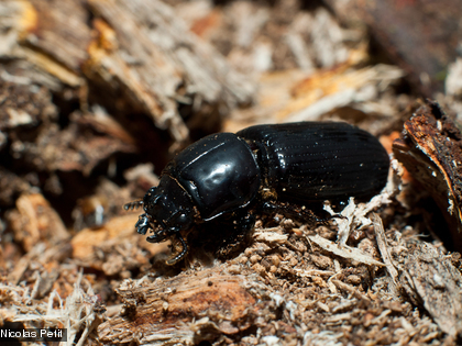 Espcèce observée en  Forêt humide sur sol ultramafique