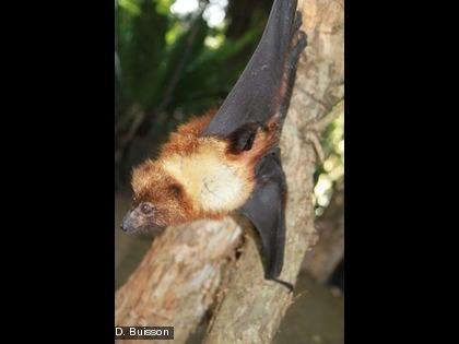 Cette espèce est endémique