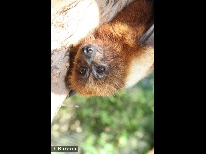 Cette espèce est endémique