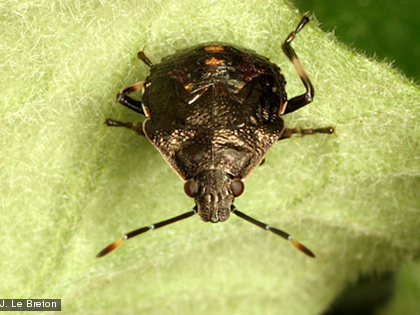 Nymphe de Polycarmès sp.