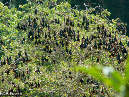 Cette espèce est endémique