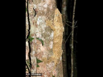 Cette espèce est endémique et protégée.