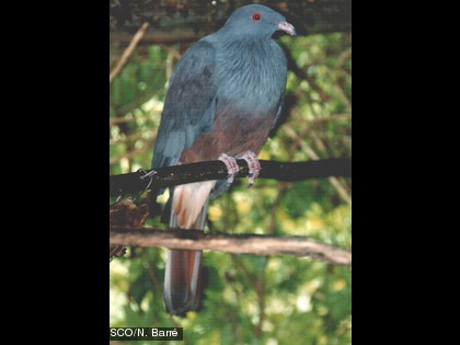 Cette espèce est endémique.