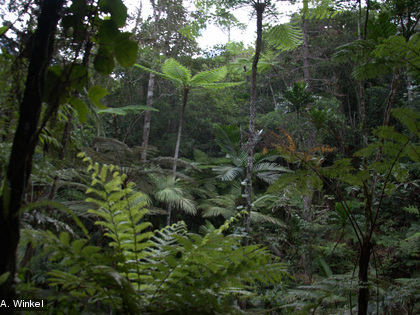 La forêt humide abrite des fougères de toutes tailles.