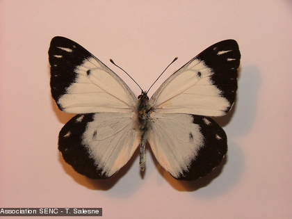Il s'agit d'un papillon femelle mâle de la famille des Pieridae