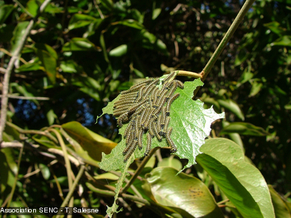 Les chenilles ont été inventoriées dans la forêt sèche du parc forestier en 2008-2009