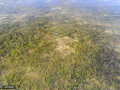 En Nouvelle-Calédonie, on trouve 12 espèces de phanérogames marines.