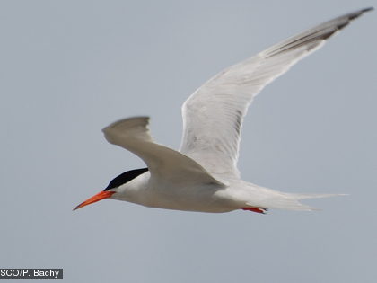L'îlot Goéland abrite environ 2 000 couples nicheurs de sternes de Dougall, soit près de 5 % de la population mondiale de cette espèce dont les effectifs sont en déclin.