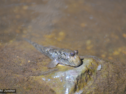 Le périophtalme est capable de sortir de l'eau