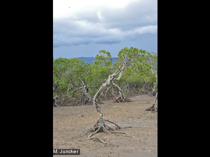 En Nouvelle-Calédonie, la flore de la mangrove est dominée par les palétuviers Rhizophora (55 % de la surface totale) et par les Avicennia (14 %).