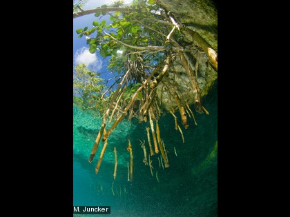 Certains palétuviers ont des racines échasses (les rhizophores) qui leur permettent de s’ancrer solidement dans la vase. 