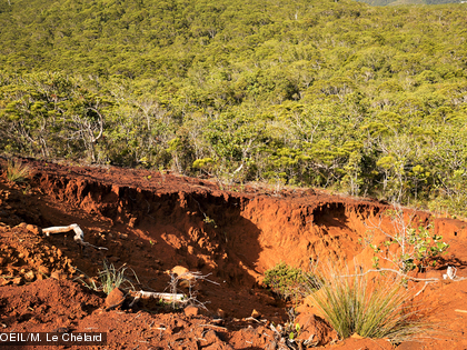 Les sols du maquis minier sont très concentrés en minéraux, en nickel notamment. 
