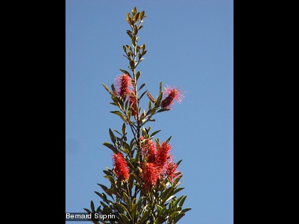 Une espèce endémique