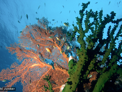 Les récifs abritent une faune abondante qui constitue une ressource alimentaire importante pour les populations locales. 