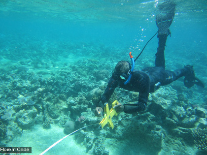 Un ruban de mesure est installé avant de commencer le suivi : c'est un repère indispensable pour effectuer des observations régulières.