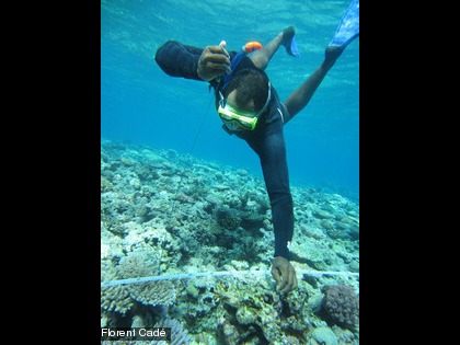 Ici l'observateur identifie ce qu'il voit sous le plomb (corail branchu, corail mou, algues...) tous les 50 cm le long du ruban métré.