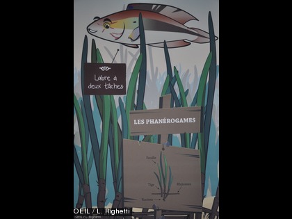 Une promenade éducative parmi les plantes aquatiques...