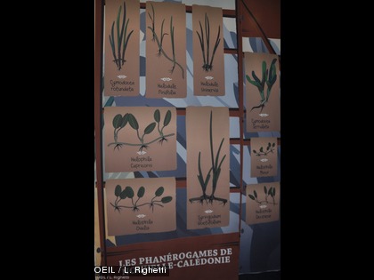 Une promenade éducative parmi les plantes aquatiques...