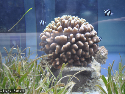 Poissons, étoiles de mer, coraux, etc. C'est tout un écosystème qui virevolte autour des phanérogames.